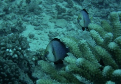 Dascyllus flavicaudus