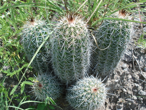 Image of Echinocereus stoloniferus by no rights reserved