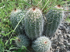 Echinocereus stolonifer tayopensis