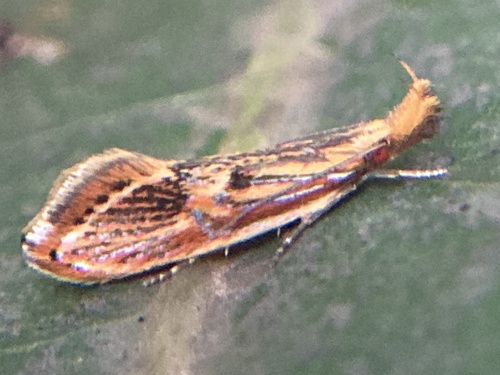 Hoplophanes