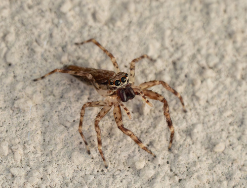 Bronze Hopper photo 5