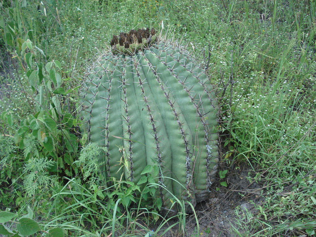 Ferocactus pottsii, Chihuahua, MX