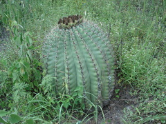 Ferocactus pottsii