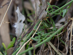 Clematis microphylla