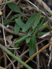 Clematis microphylla