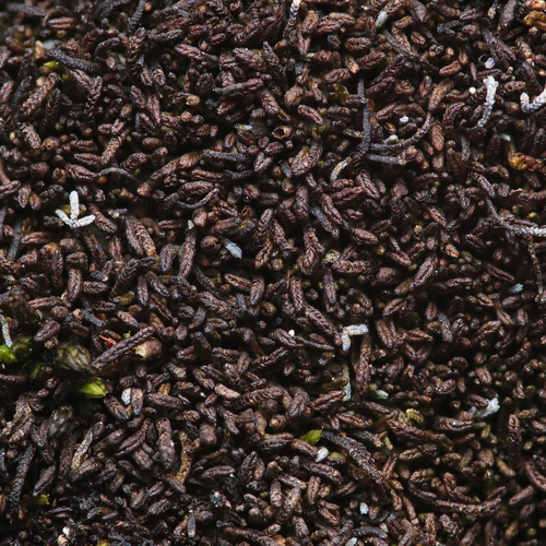Compact Rustwort (Marsupella condensata)