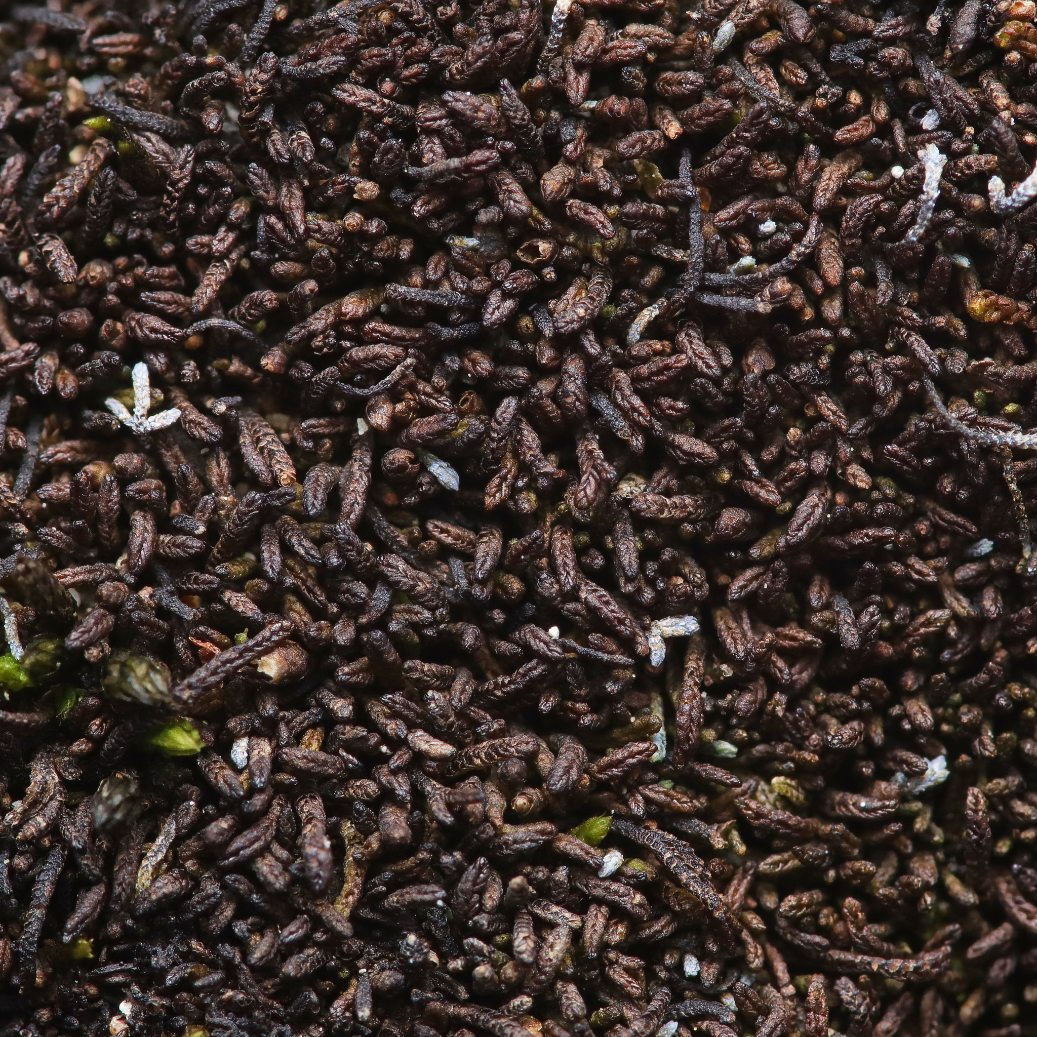 Marsupella condensata