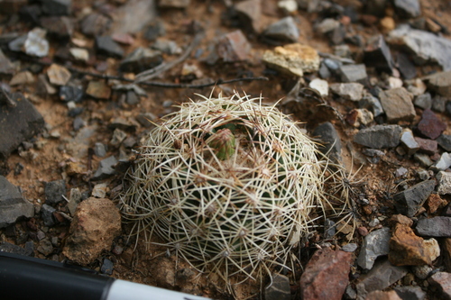 Coryphantha gracilis (Coryphantha gracilis)