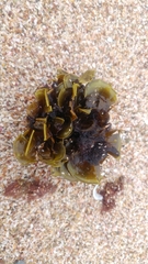 Padina durvillei