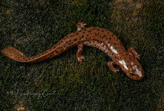 Bingzhi's Stout Newt photo 2