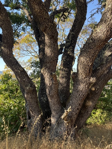 Oregon × valley oak