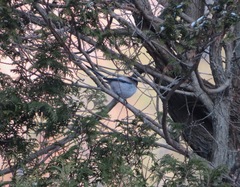 Aegithalos caudatus trivirgatus
