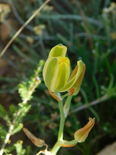 Albuca somersetianum