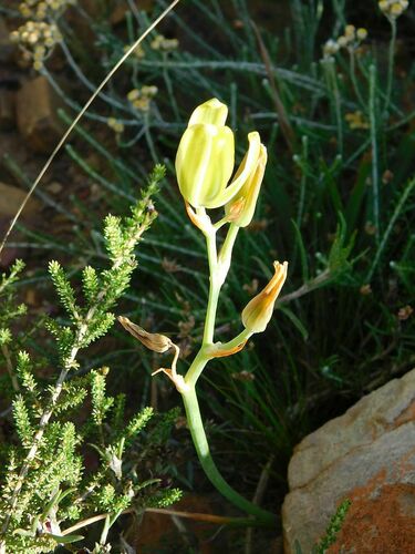 Albuca somersetianum