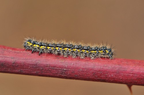 Leconte's Haploa Moth