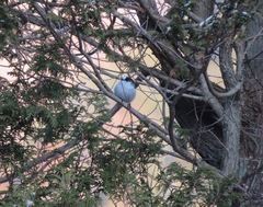 Aegithalos caudatus trivirgatus