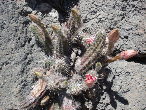 Echinocereus scheeri