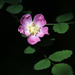 Rosa Silvestre Californiana - Photo (c) Donna Pomeroy, algunos derechos reservados (CC BY-NC), subido por Donna Pomeroy