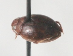 Hydroporinae