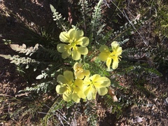 Oenothera primiveris primiveris