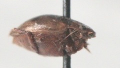 Hydroporinae