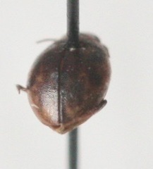 Hydroporinae