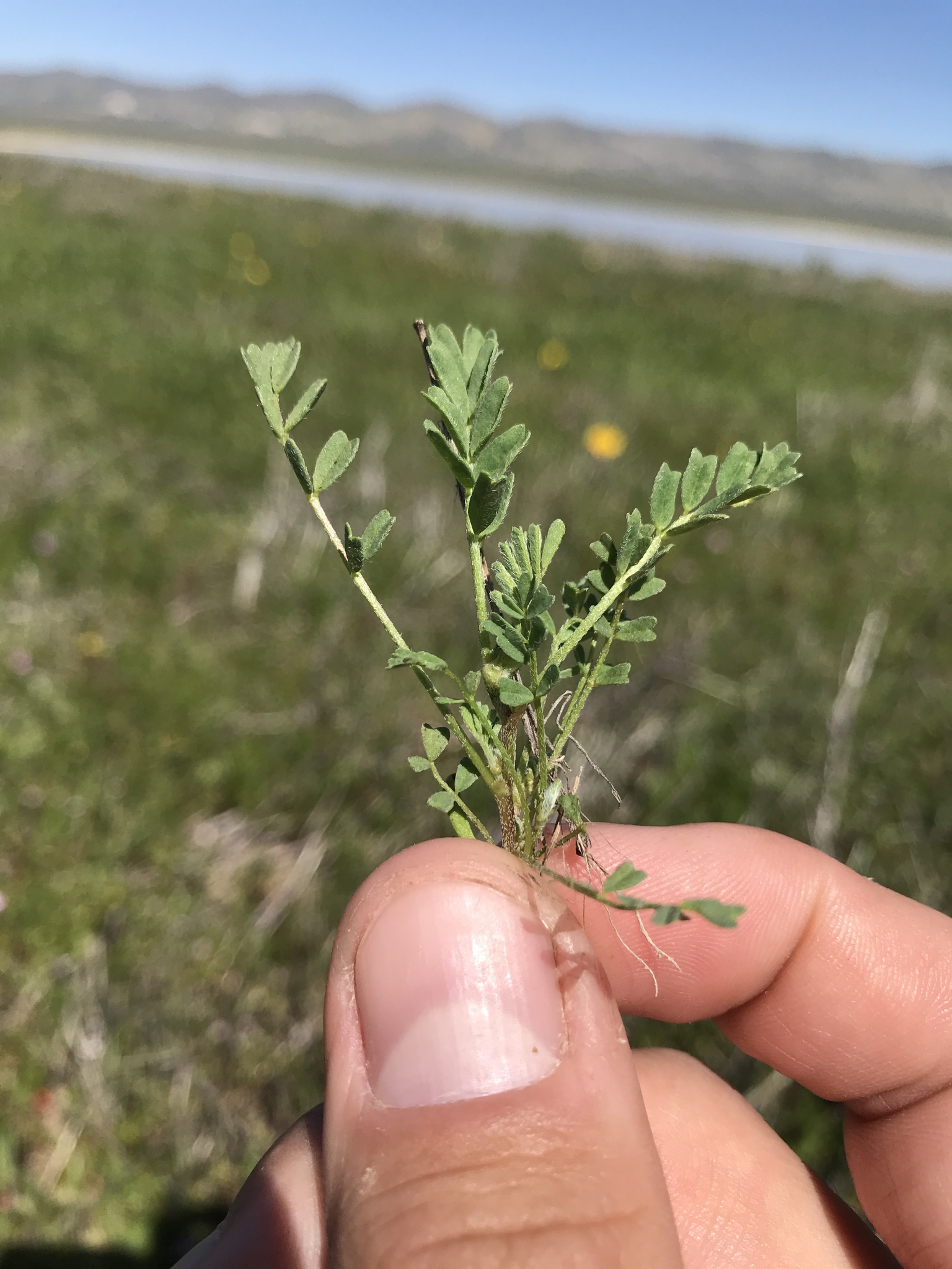 Astragalus didymocarpus var. didymocarpus