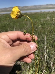 Leptosyne calliopsidea