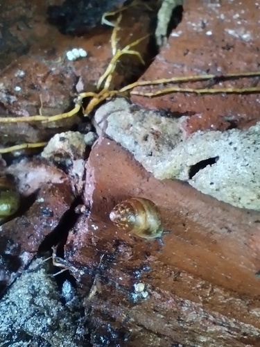 Leptaxis sanctaemariae