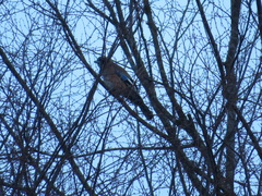 Garrulus glandarius japonicus
