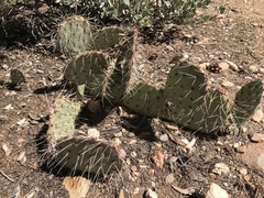 Opuntia polyacantha
