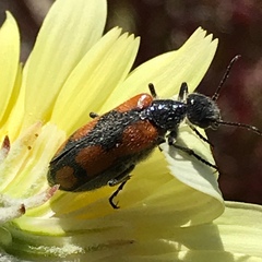 Eupompha elegans