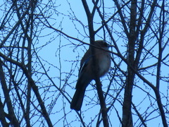 Garrulus glandarius japonicus