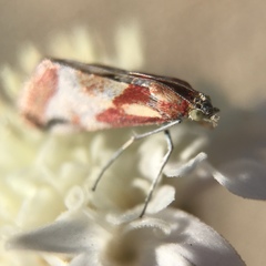 Noctueliopsis aridalis