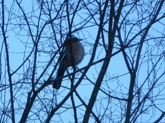 Garrulus glandarius japonicus