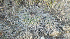 Thelocactus rinconensis rinconensis