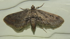 Parapoynx crisonalis