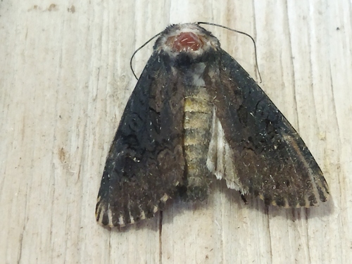 Black Rustic