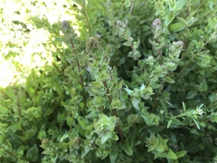 Aphanisma blitoides