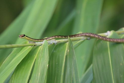 Gore's bronzeback