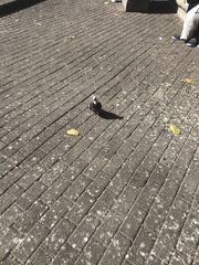 Columba livia domestica