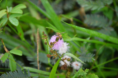 West African Honey Bee