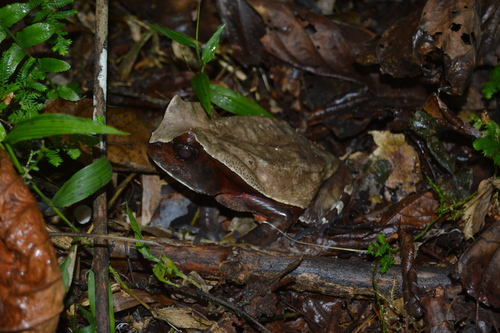 African Giant Toad