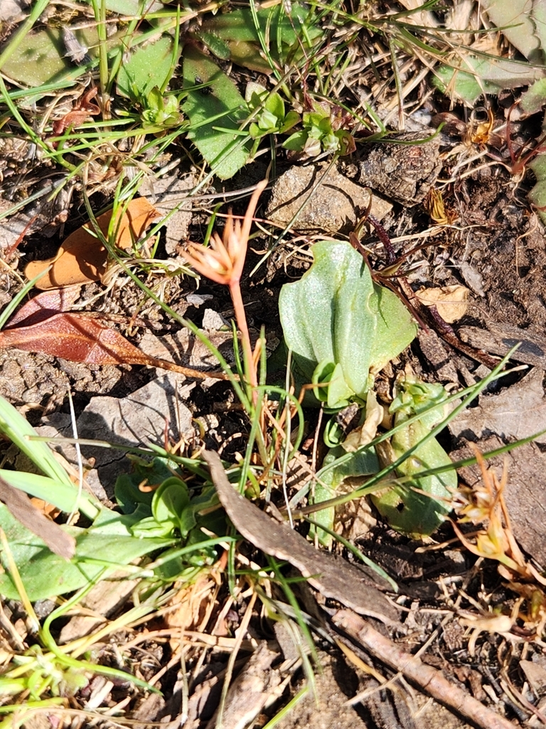 dwarf-rush-from-stony-rise-tas-7310-australia-on-october-20-2023-at