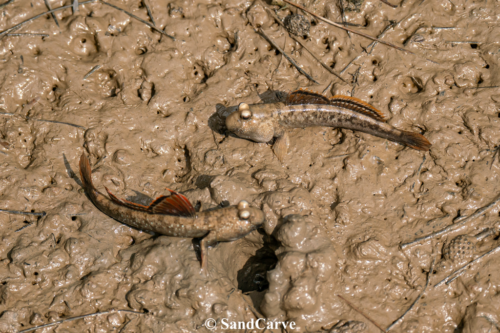 Largefin mudskipper (Periophthalmus magnuspinnatus) — Gobiidae