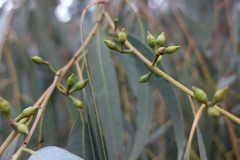 Eucalyptus bridgesiana