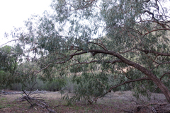 Eucalyptus bridgesiana