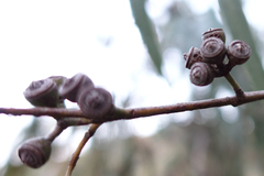 Eucalyptus bridgesiana