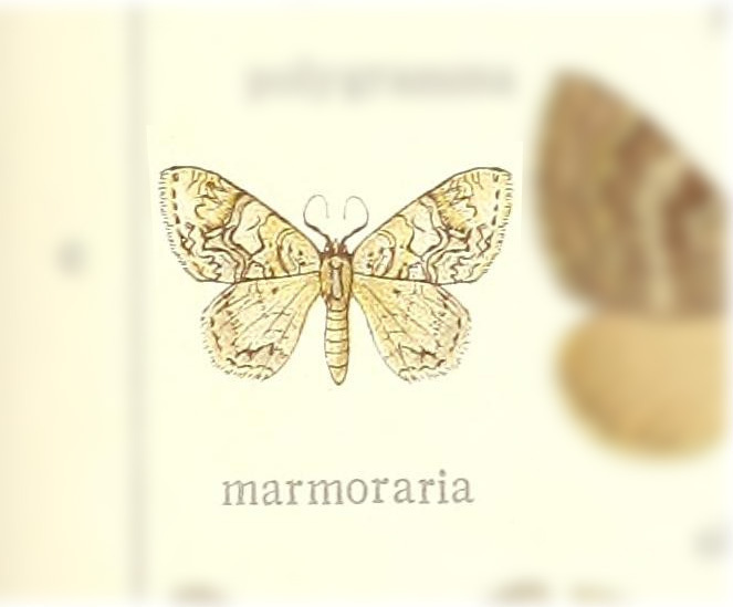 Venusia marmoraria