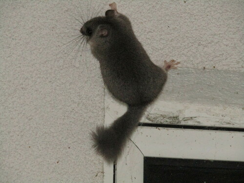 Lirón gris (Glis glis)
